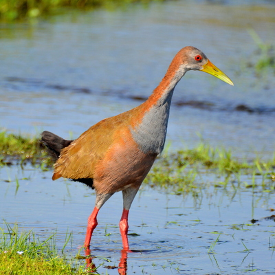 Giant Wood Rail 